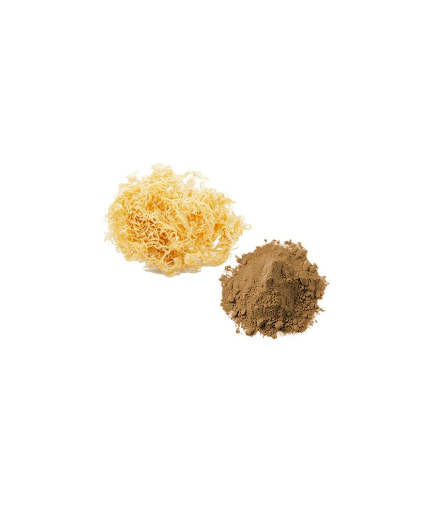 Bulk Sea Moss Powder Wholesale UK