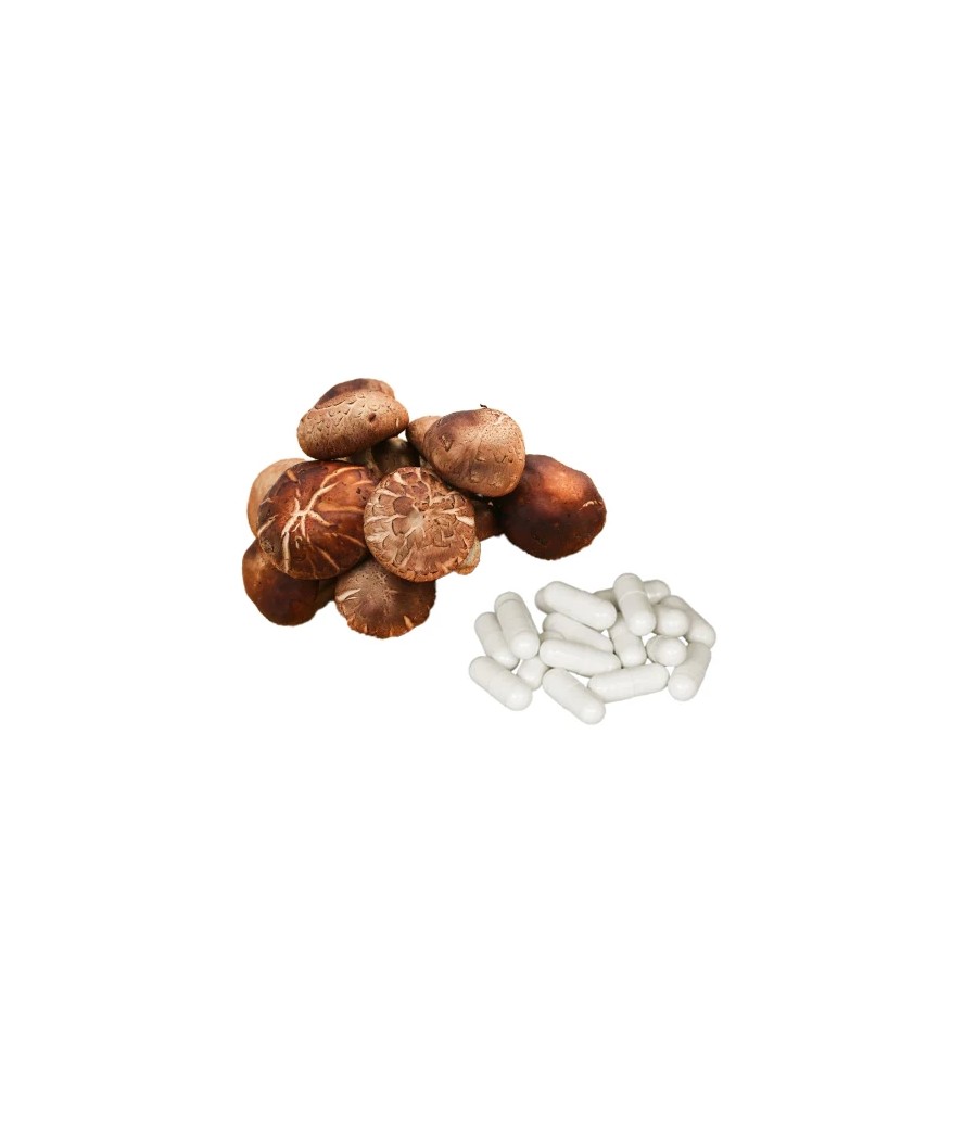 Bulk Pure 500mg Shiitake Mushroom Capsules Wholesale UK