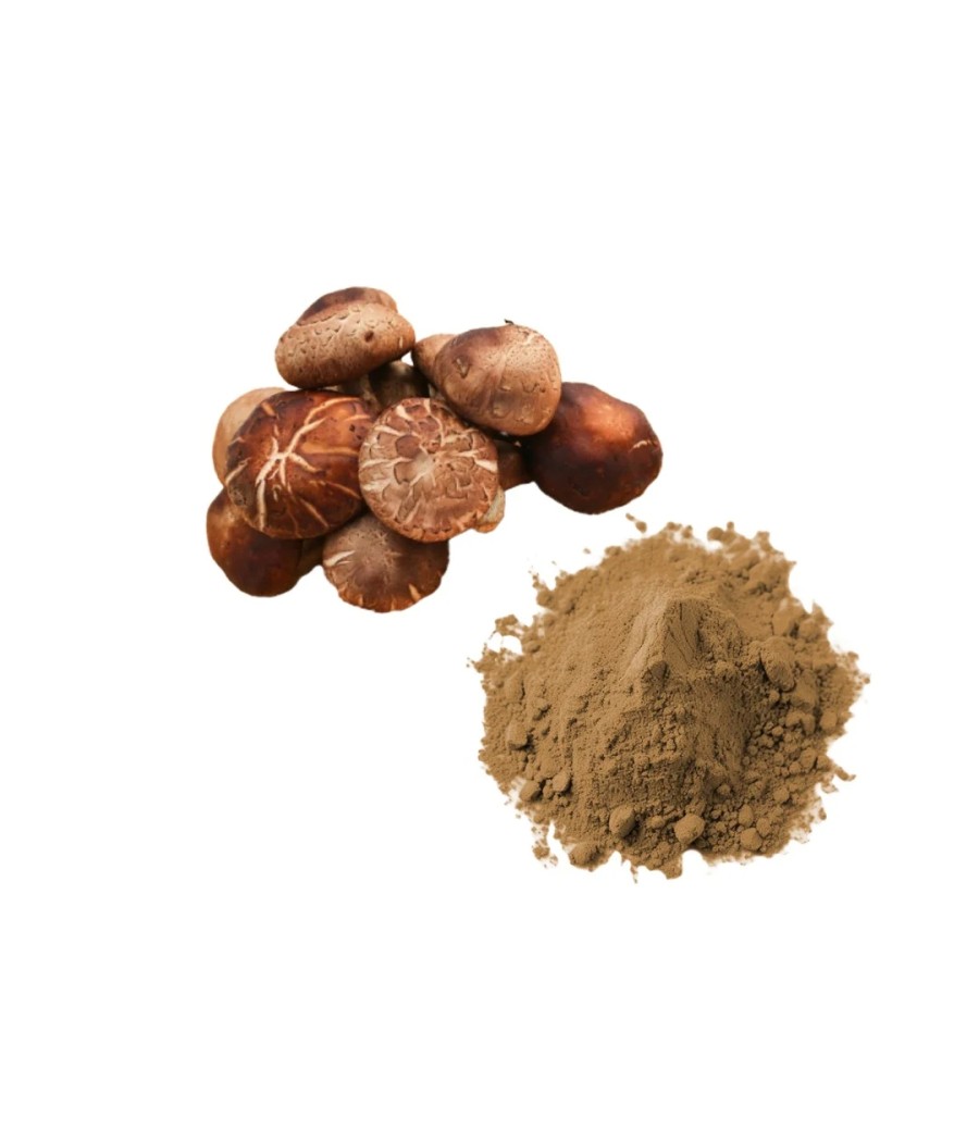 Bulk Shiitake Mushroom Powder Wholesale UK