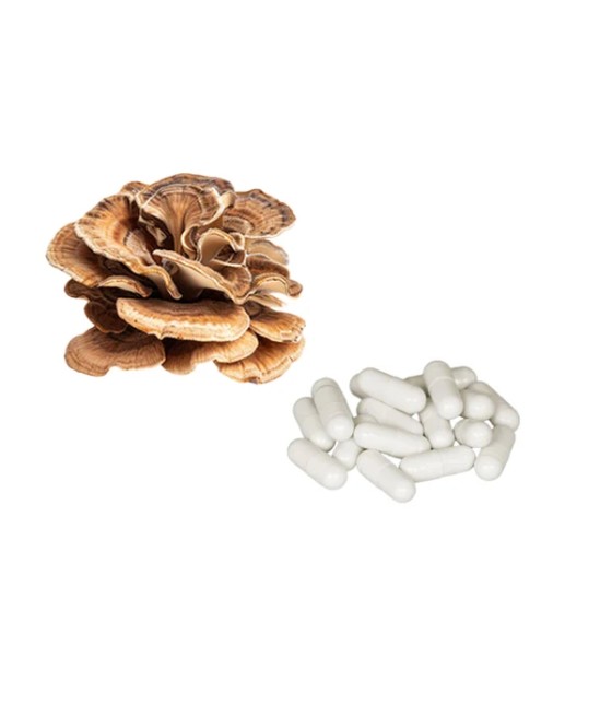 Bulk Pure 500mg Maitake Mushroom Capsules Wholesale UK