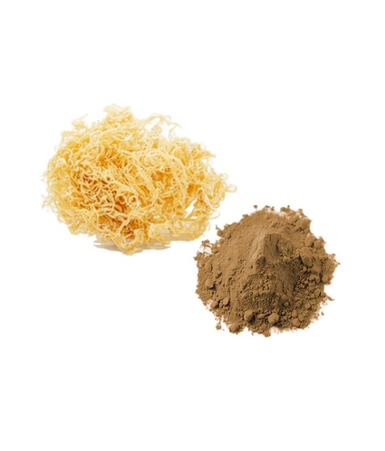 Bulk Sea Moss Powder Wholesale UK